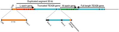 The Genetic and Evolutionary Drives behind Primate Color Vision